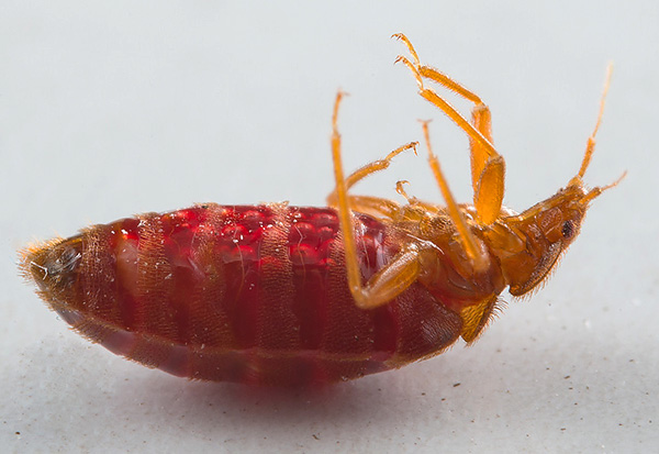 Ajuda amb el control de plagues