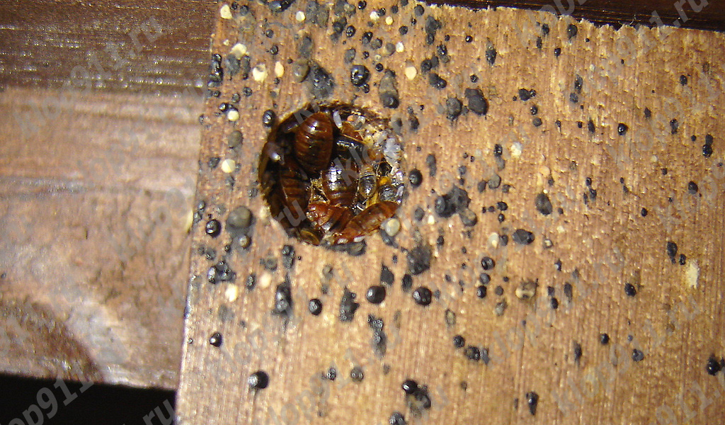 Ještě jedno hnízdo