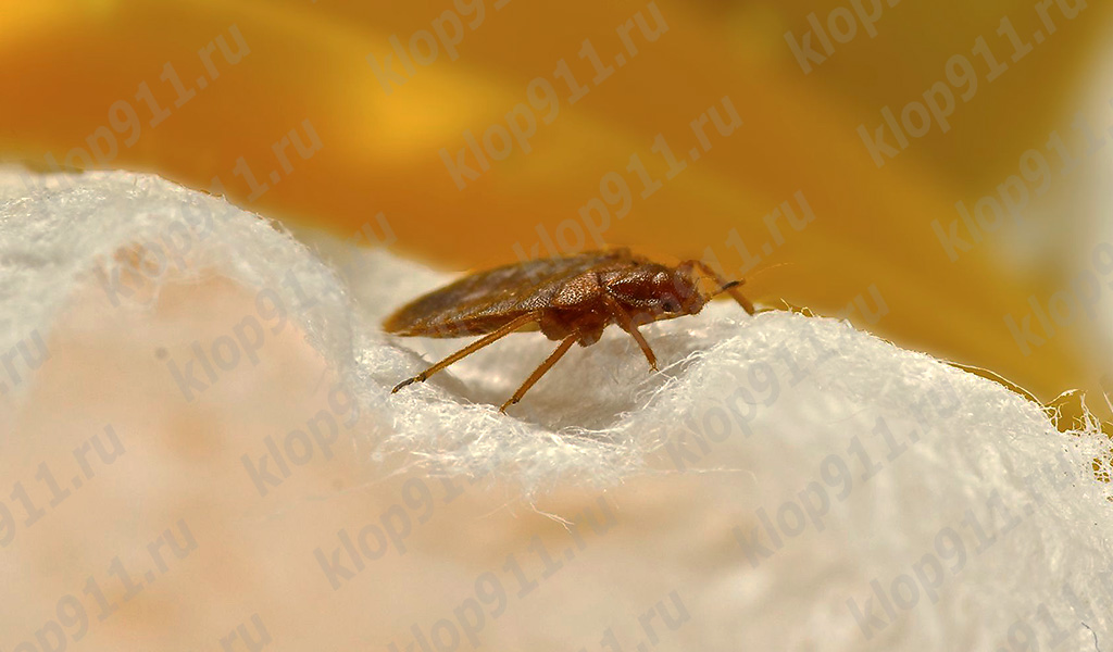 Parasittens krop er flad