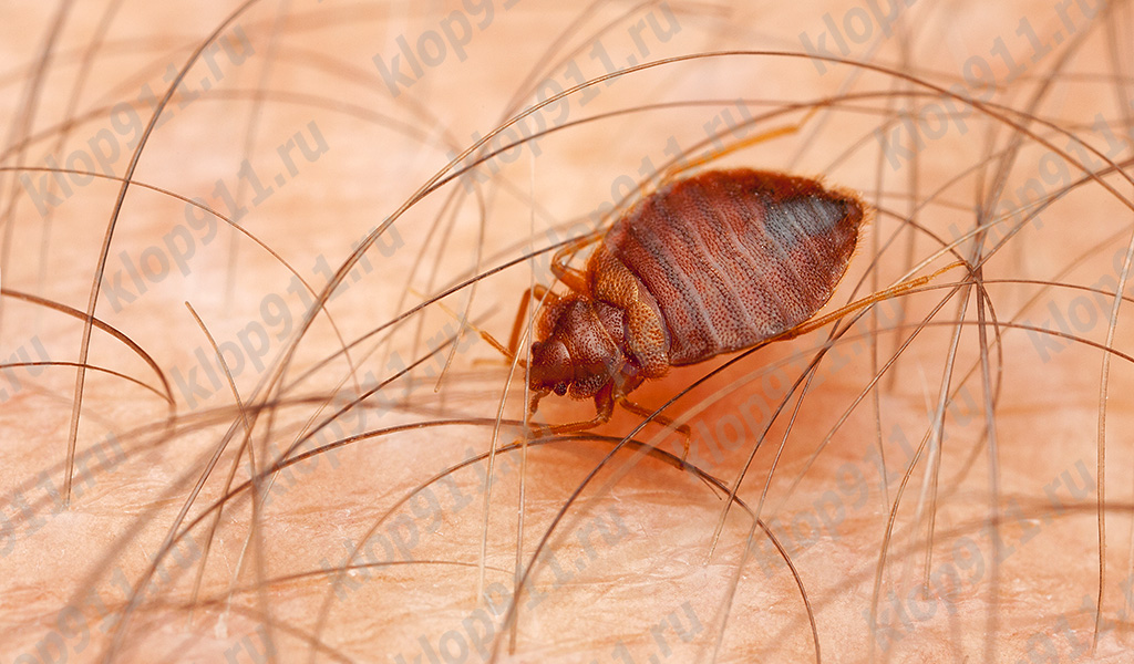 The bug makes several bites at a time