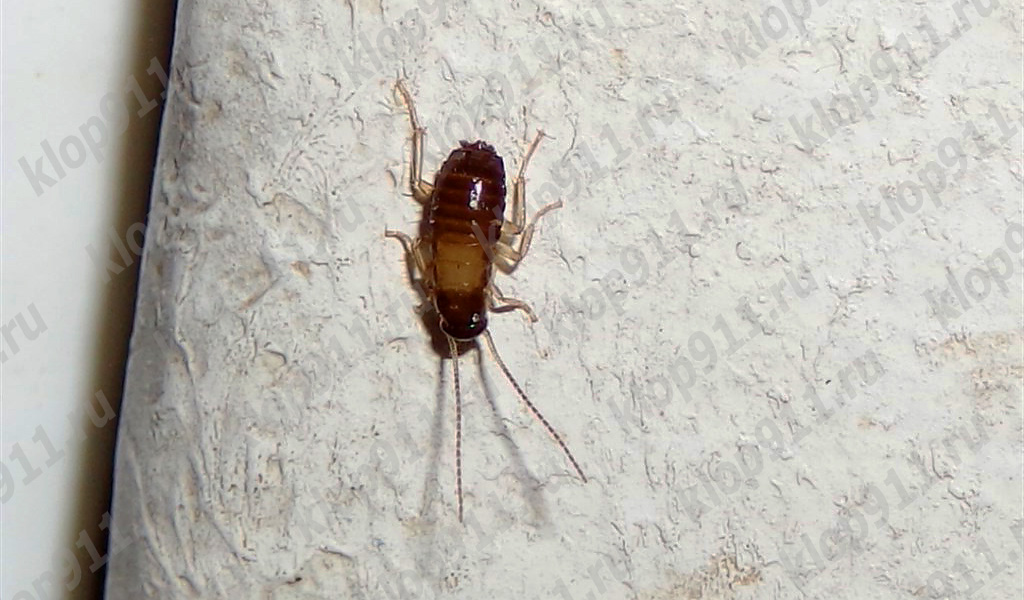 Tarakono nimfa sparnų neturi