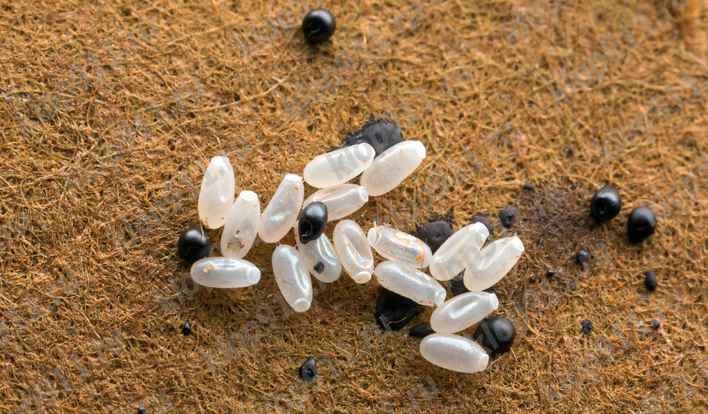 Ovos e excrementos de percevejos