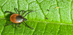 Les tiques forestières et leur danger pour l'homme