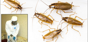 Détails sur le traitement des locaux de divers insectes: nuances importantes