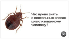 Ce que tout le monde doit savoir sur les punaises de lit