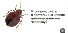 Ce que tout le monde doit savoir sur les punaises de lit