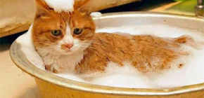 Choisir un shampoing anti-puces pour un chat et un chaton
