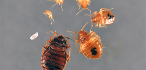 Comment détruire indépendamment les punaises de lit dans l'appartement