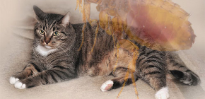 Que faire si le chat a des puces