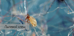 Comment se débarrasser des acariens dans l'appartement