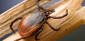 Quand les tiques apparaissent-elles et quand disparaissent-elles ?