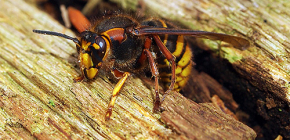 Où vivent les frelons et que mangent-ils ?