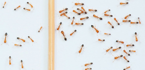 Fourmis rouges dans l'appartement