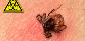 Quelles maladies les tiques transmettent-elles ?