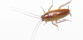 Comment faire face aux cafards dans l'appartement