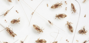 Prévention de l'infection par les poux et les lentes