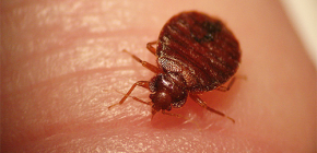 Comment les insectes peuvent être dangereux pour les humains