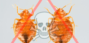 Choisir le meilleur remède contre les punaises de lit