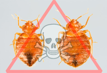 Choisir le meilleur remède contre les punaises de lit