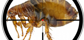 Comment traiter un appartement pour tuer les puces : nous nettoyons nous-mêmes notre maison