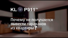 Pourquoi les cafards ne peuvent parfois pas être retirés de l'appartement