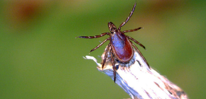 5 meilleurs remèdes pour l'auto-traitement de la zone des tiques