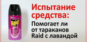 Effet rare en termes de létalité : test de l'aérosol Reid sur des cafards