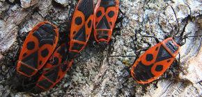 Les soldats des punaises de lit et les dommages qu'ils causent