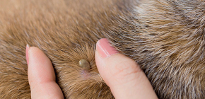 Comment retirer une tique d'un chien à la maison