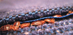 Désinfection de l'appartement des punaises de lit