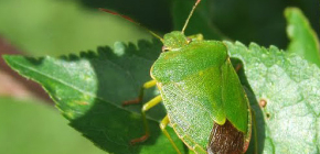 Insecte d'arbre (bouclier)