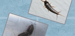 Comment faire face aux petits insectes dans la salle de bain et les toilettes