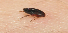 Les puces piquent-elles les gens et comment cela se produit-il