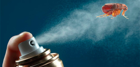 Remèdes efficaces contre les puces dans l'appartement