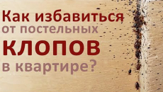 Comment se débarrasser des punaises de lit dans un appartement: des nuances importantes auxquelles beaucoup ne pensent même pas dans la pratique