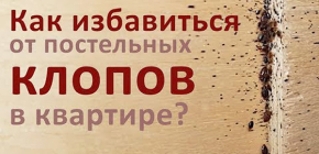 Comment se débarrasser des punaises de lit dans un appartement: des nuances importantes auxquelles beaucoup ne pensent même pas dans la pratique