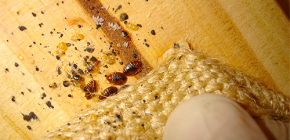 Remèdes modernes pour la destruction des punaises de lit