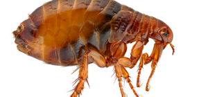 Comment se débarrasser des puces dans un appartement