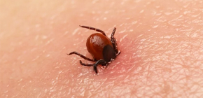 Conséquences dangereuses d'une piqûre de tique