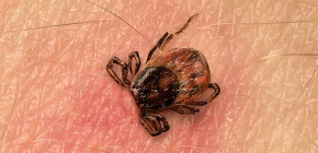 Que mangent les tiques