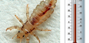 A quelle température meurent les poux et les lentes