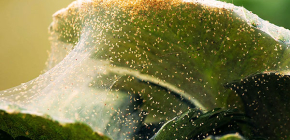 Comment lutter contre les acariens sur les plantes