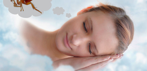 Pourquoi les puces rêvent-elles: interprétation de différents livres de rêves