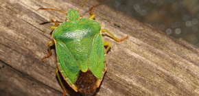À propos des insectes forestiers et de leur entrée dans l'appartement