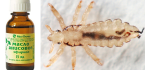 Utiliser l'huile d'anis pour se débarrasser des poux