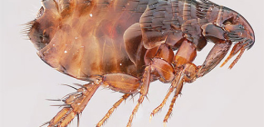 Combien de temps les puces vivent-elles sans animal et peuvent-elles vivre sur une personne