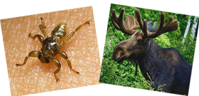 Que sont les puces d'orignal et peuvent-elles mordre une personne