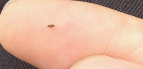 Que faire s'il y a des puces dans la maison ...