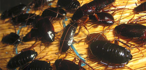 Si des cafards noirs commençaient dans l'appartement ...