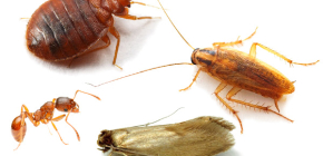 Comment faire face aux insectes domestiques dans l'appartement